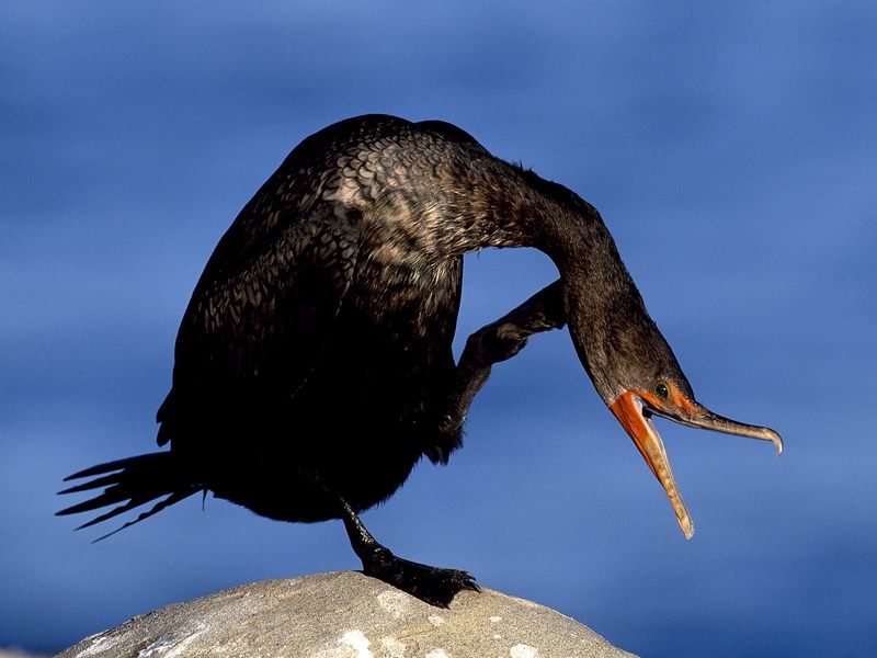 Daily Photos - Itchy Cormorant; DISPLAY FULL IMAGE.