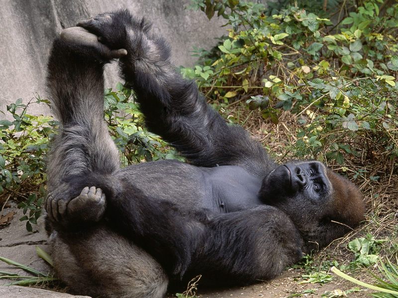 Daily Photos - Lowland Gorilla; DISPLAY FULL IMAGE.