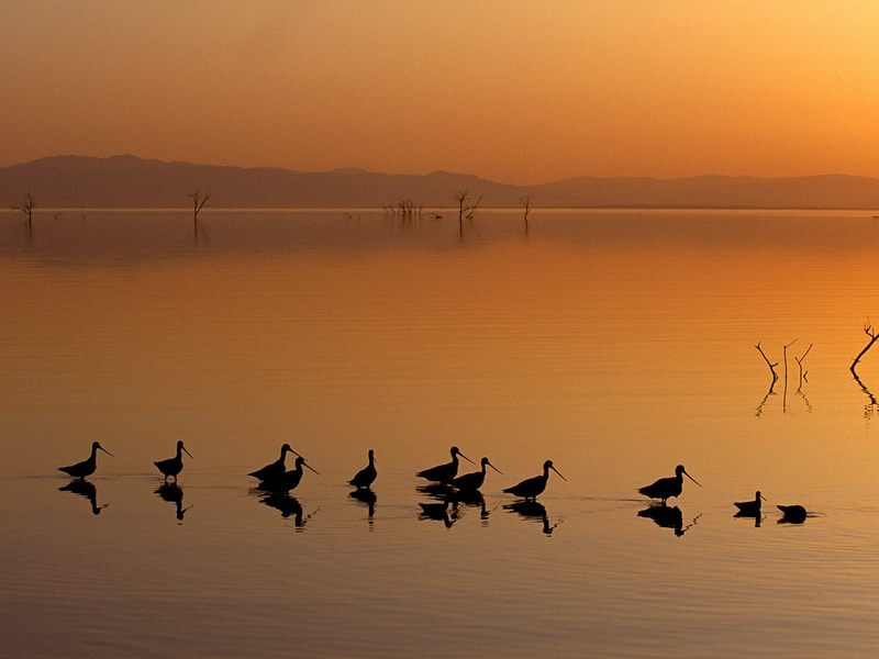 Daily Photos - Marbled Godwits, Salton Sea, California, USA; DISPLAY FULL IMAGE.