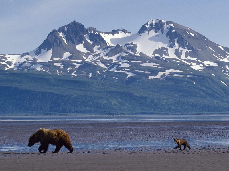 Daily Photos - Mother Bear and Cub in Front of Katmai, Alaska; DISPLAY FULL IMAGE.