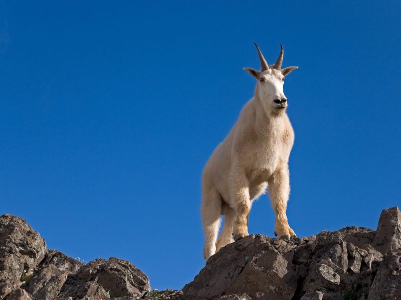 Daily Photos - Mountain Goat, Klahhane Ridge Olympic National Park, Washington, USA; DISPLAY FULL IMAGE.