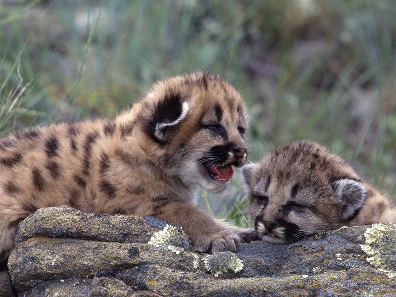 Daily Photos - Mountain Lion Cubs; DISPLAY FULL IMAGE.