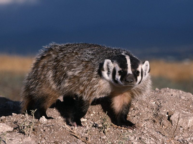 Daily Photos - North American Badger; DISPLAY FULL IMAGE.