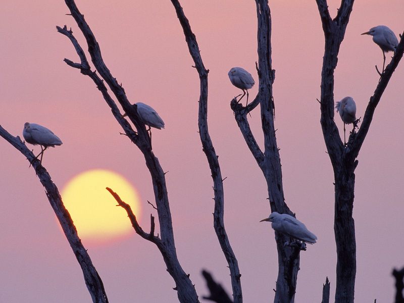 Daily Photos - Perched Egrets at Sunset, Texas; DISPLAY FULL IMAGE.