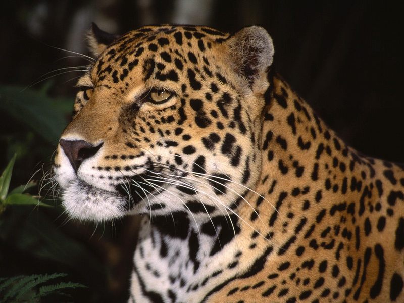 Daily Photos - Profile of a Jaguar; DISPLAY FULL IMAGE.