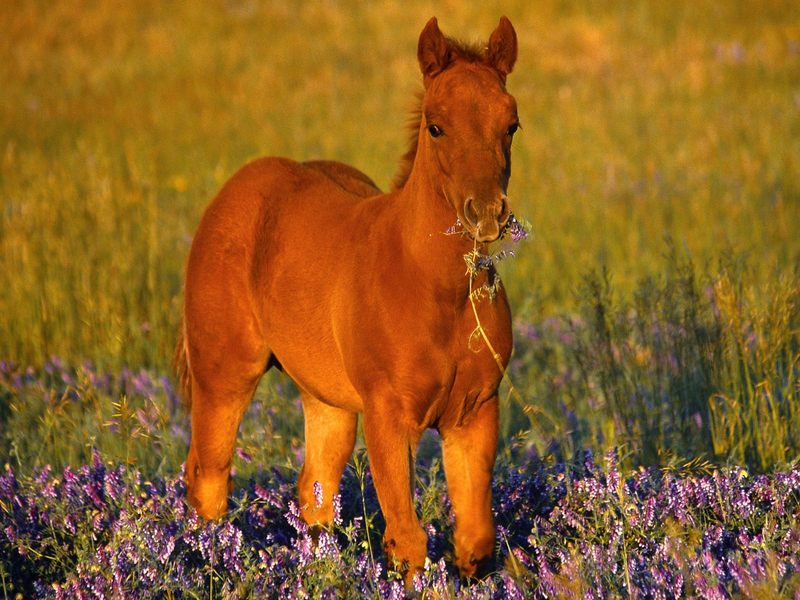 Daily Photos - Quarter Horse Filly; DISPLAY FULL IMAGE.