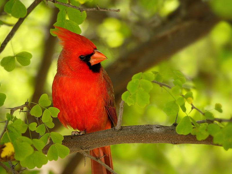 Daily Photos - Red Northern Cardinal; DISPLAY FULL IMAGE.