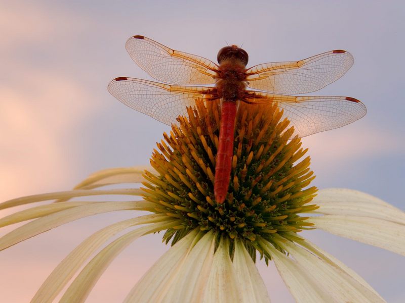 Daily Photos - Red Dragonfly on a Coneflower; DISPLAY FULL IMAGE.