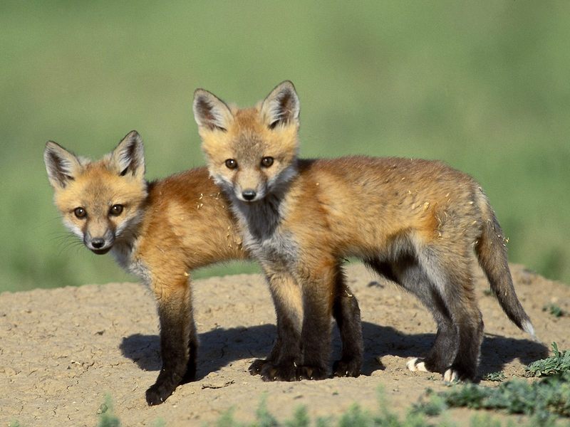 Daily Photos - Red Fox Cubs; DISPLAY FULL IMAGE.