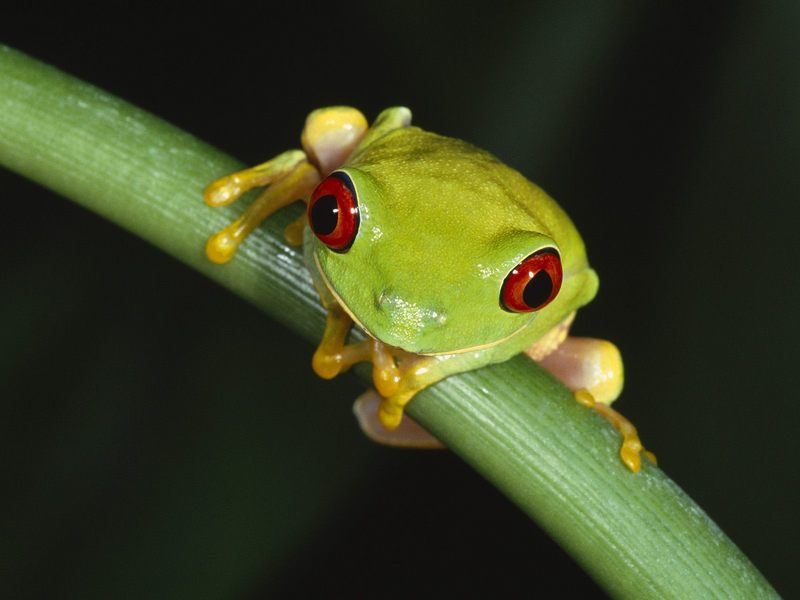 Daily Photos - Red-Eyed Treefrog; DISPLAY FULL IMAGE.