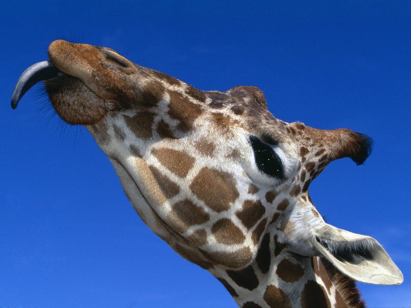 Daily Photos - Reticulated Giraffe; DISPLAY FULL IMAGE.