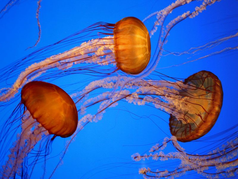 Daily Photos - Sea Nettles, Monterey Aquarium, California; DISPLAY FULL IMAGE.