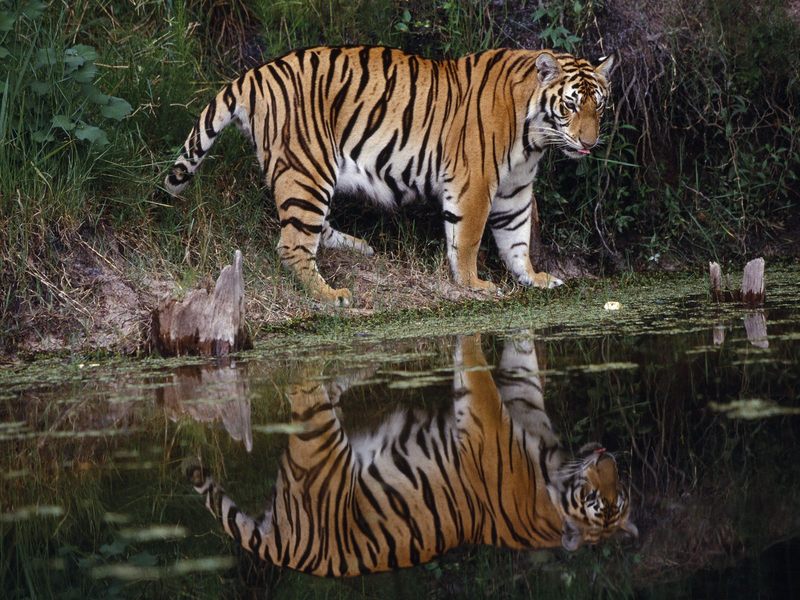 Daily Photos - Tiger Reflected; DISPLAY FULL IMAGE.