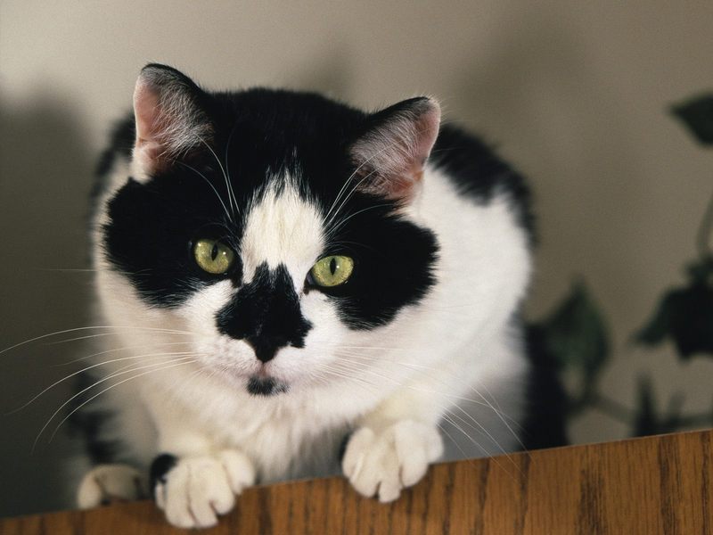 Daily Photos - Tuxedo Cat; DISPLAY FULL IMAGE.