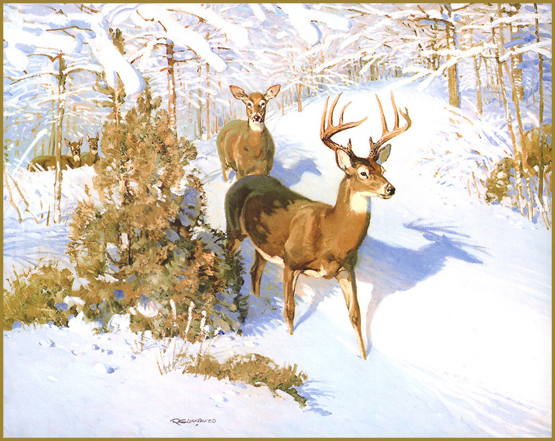 [LRS Animals In Art] lrsAA003 Lougheed Robert - White Tailed deer; DISPLAY FULL IMAGE.