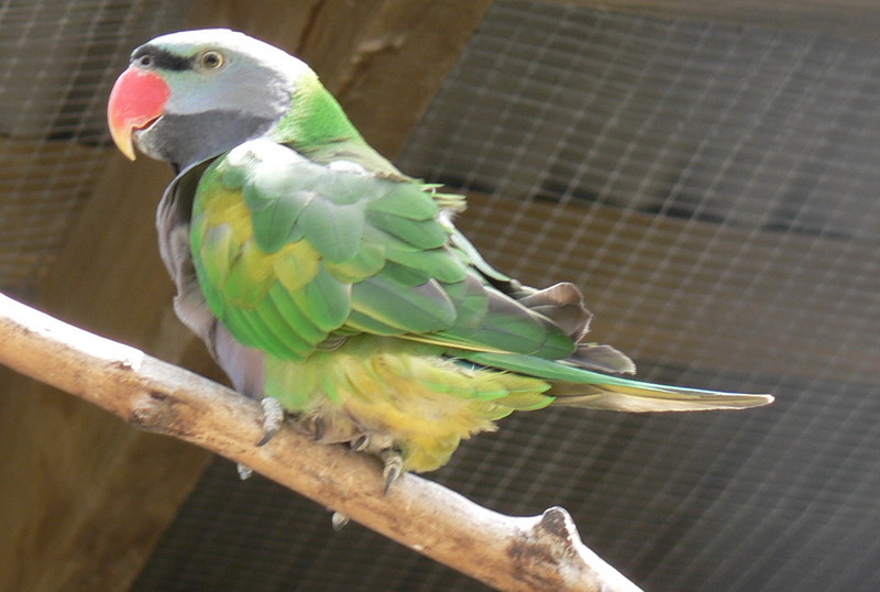 Derbyan Parakeet (Psittacula derbiana) - Wiki; DISPLAY FULL IMAGE.
