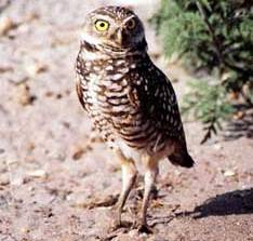 Burrowing Owl (Athene cunicularia) - Wiki; Image ONLY