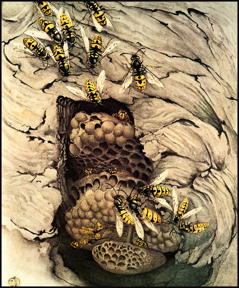 [LRS Animals In Art] lrsAA056 Detmold Edward J - Common Wasps; DISPLAY FULL IMAGE.