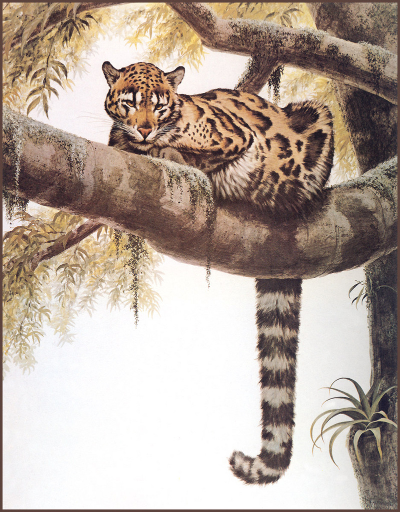 [LRS Animals In Art] lrsAA057 Coheleach Guy - Clouded Leopard; DISPLAY FULL IMAGE.