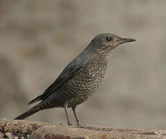 Thrush (bird) - Wikipedia