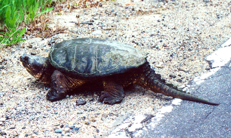 Common Snapping Turtle (Chelydra serpentina); DISPLAY FULL IMAGE.