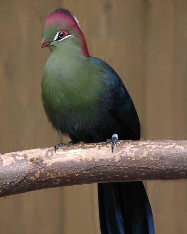 Turaco (Family Musophagidae) - Wiki; Image ONLY