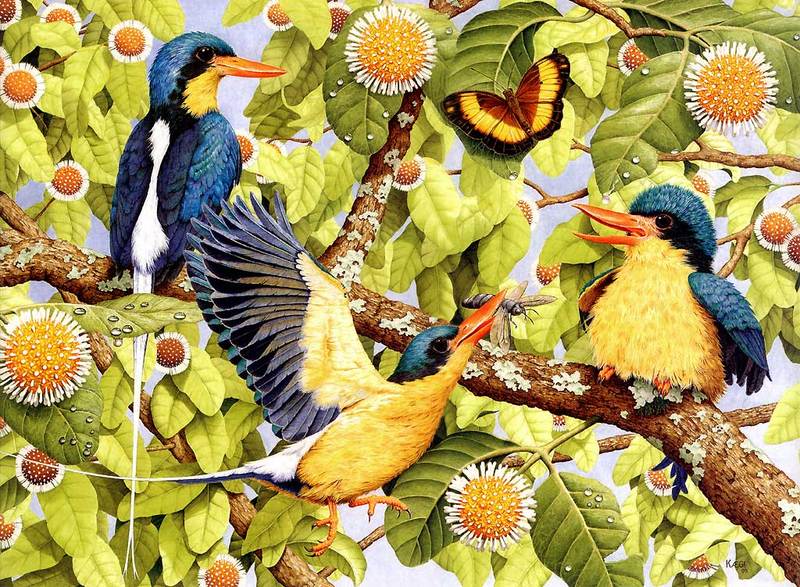 Buff-breasted kingfishers, Australian rustic butterfly, leichhardt tree; DISPLAY FULL IMAGE.