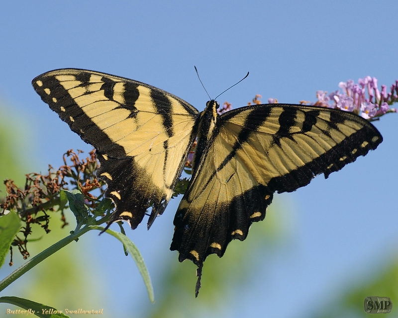 SMP SDC 0168 Butterfly - Yellow Swallowtail; DISPLAY FULL IMAGE.