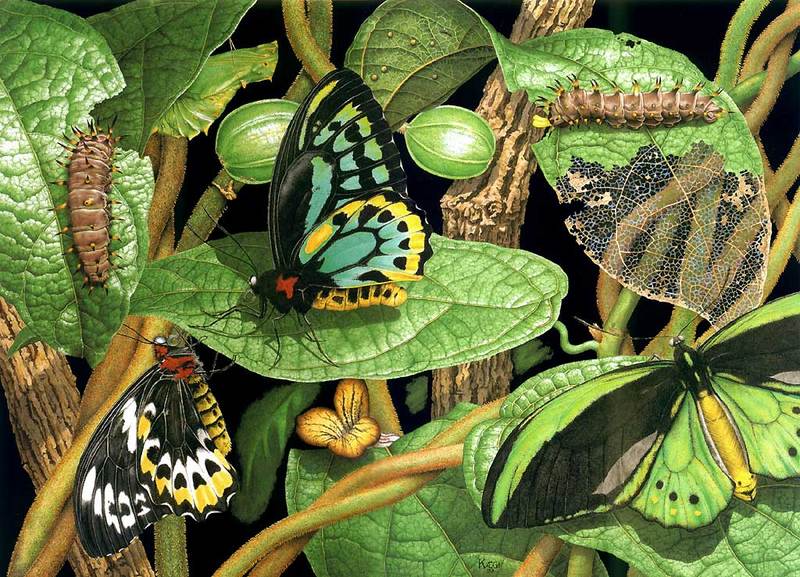 native dutchman's pipe vine,pupa,richmonds birdwing caterpillar & butterflies; DISPLAY FULL IMAGE.