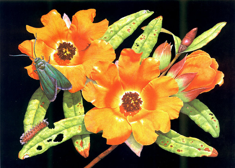 orange guinea flower,forester caterpillar & moth; DISPLAY FULL IMAGE.