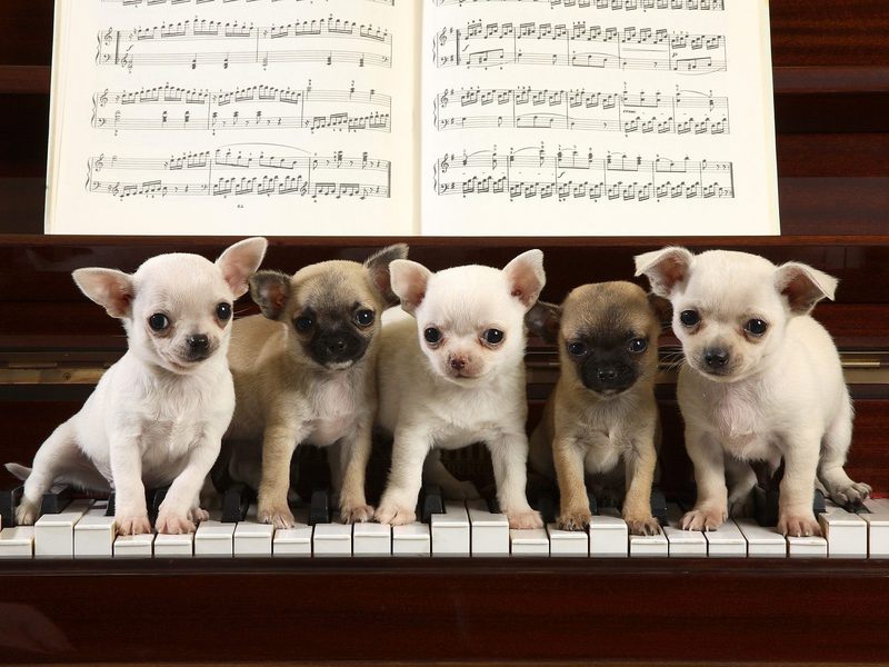 A Chihuahua Concerto; DISPLAY FULL IMAGE.