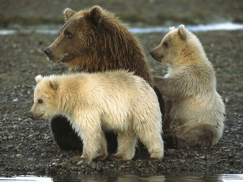 Bears_in_Katmai_National_Park_Alaska; DISPLAY FULL IMAGE.