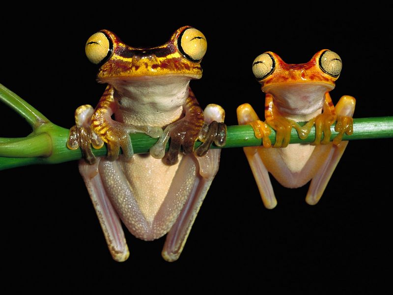 Chachi_Tree_Frogs; DISPLAY FULL IMAGE.