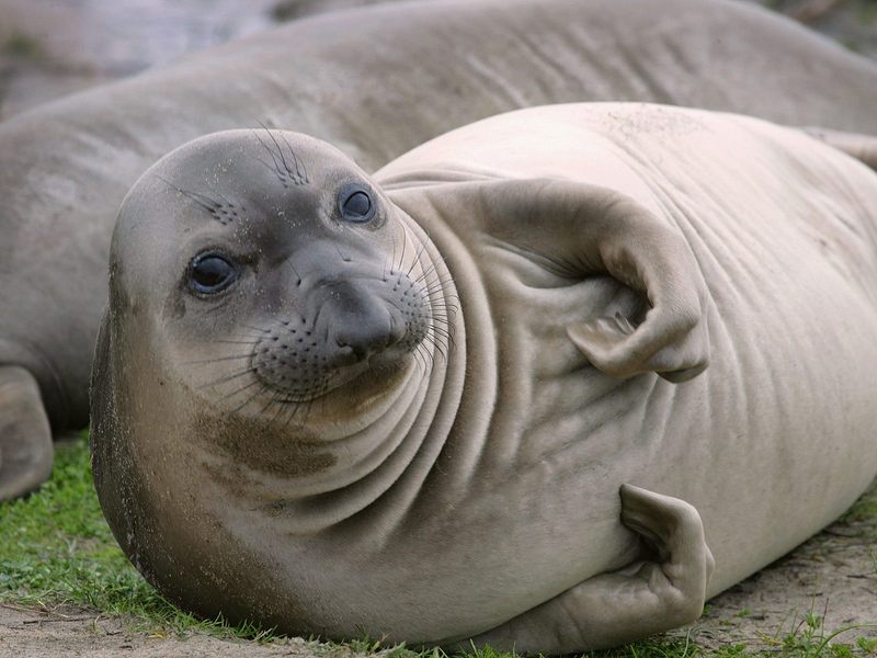 Elephant_Seal_Pup_A__Nuevo_State_Reserve_California; DISPLAY FULL IMAGE.