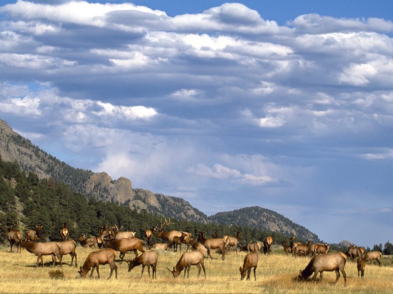 Elk_Herd_Colorado; DISPLAY FULL IMAGE.