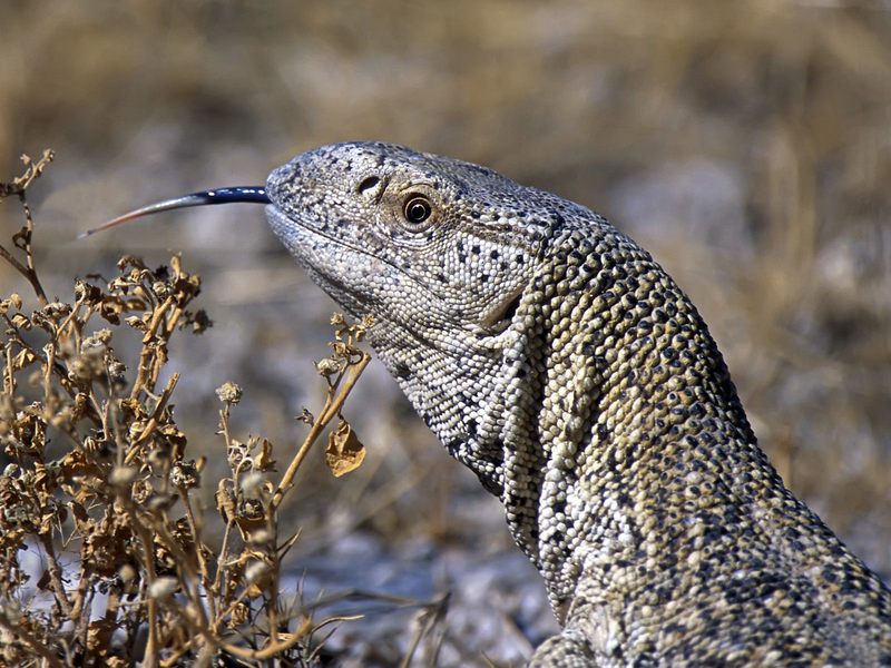 Giant_Ground_Llizard_Etosha_National_Park_Namibia_Africa; DISPLAY FULL IMAGE.