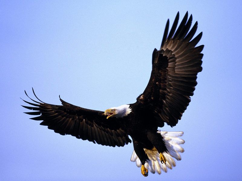Magnificent_Wings_Bald_Eagle; DISPLAY FULL IMAGE.