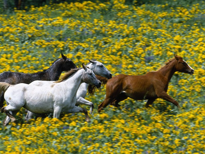 Running_Horses; DISPLAY FULL IMAGE.