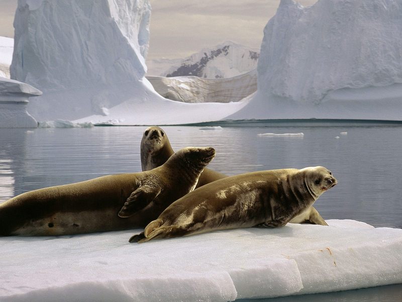 Seals_at_the_South_Pole_Antarctica; DISPLAY FULL IMAGE.