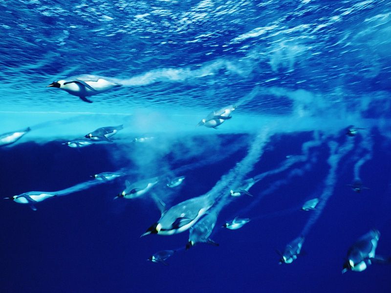 Swimming_Emperor_Penguins_Antarctica; DISPLAY FULL IMAGE.