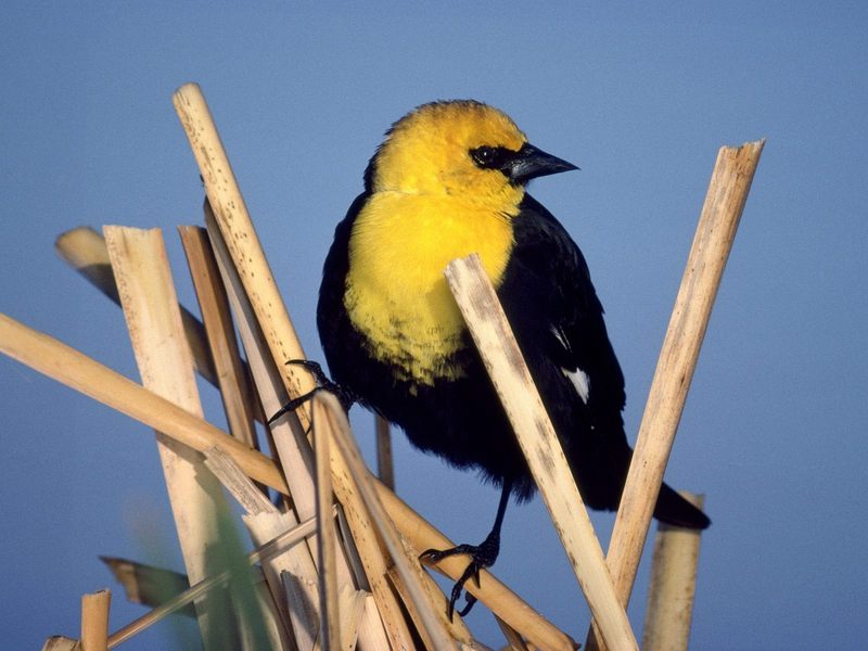 Yellow-Headed_Blackbird; DISPLAY FULL IMAGE.