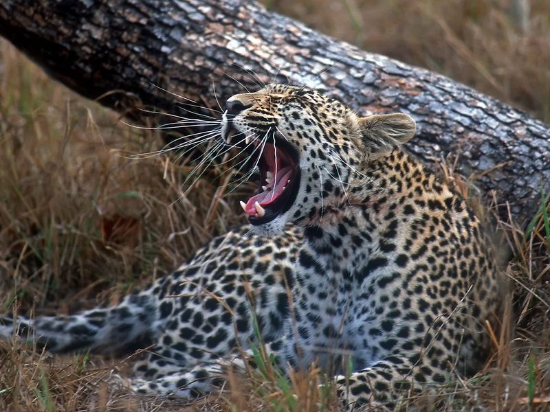 Young_Leopard_Sabi_Sand_Wildtuin_Reserve_South_Africa; DISPLAY FULL IMAGE.