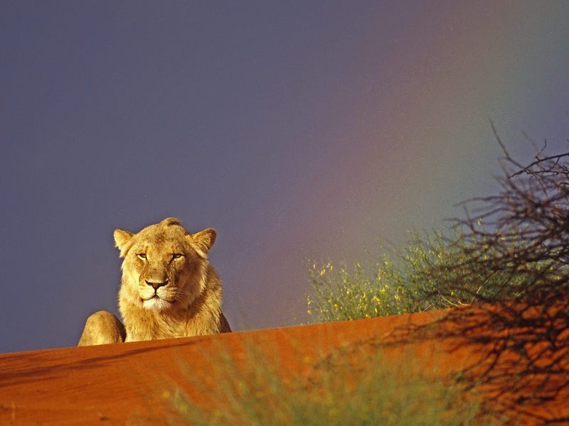 Young Lion Resting in the Kalahari Red Sand Dunes, Intu Africa Reserve, Namibia, Africa; DISPLAY FULL IMAGE.