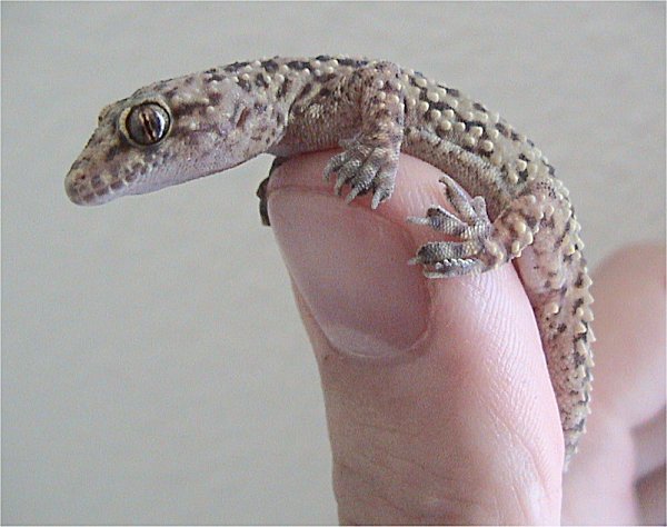 Mediterranean House Gecko (Hemidactylus turcicus) - Wiki; Image ONLY