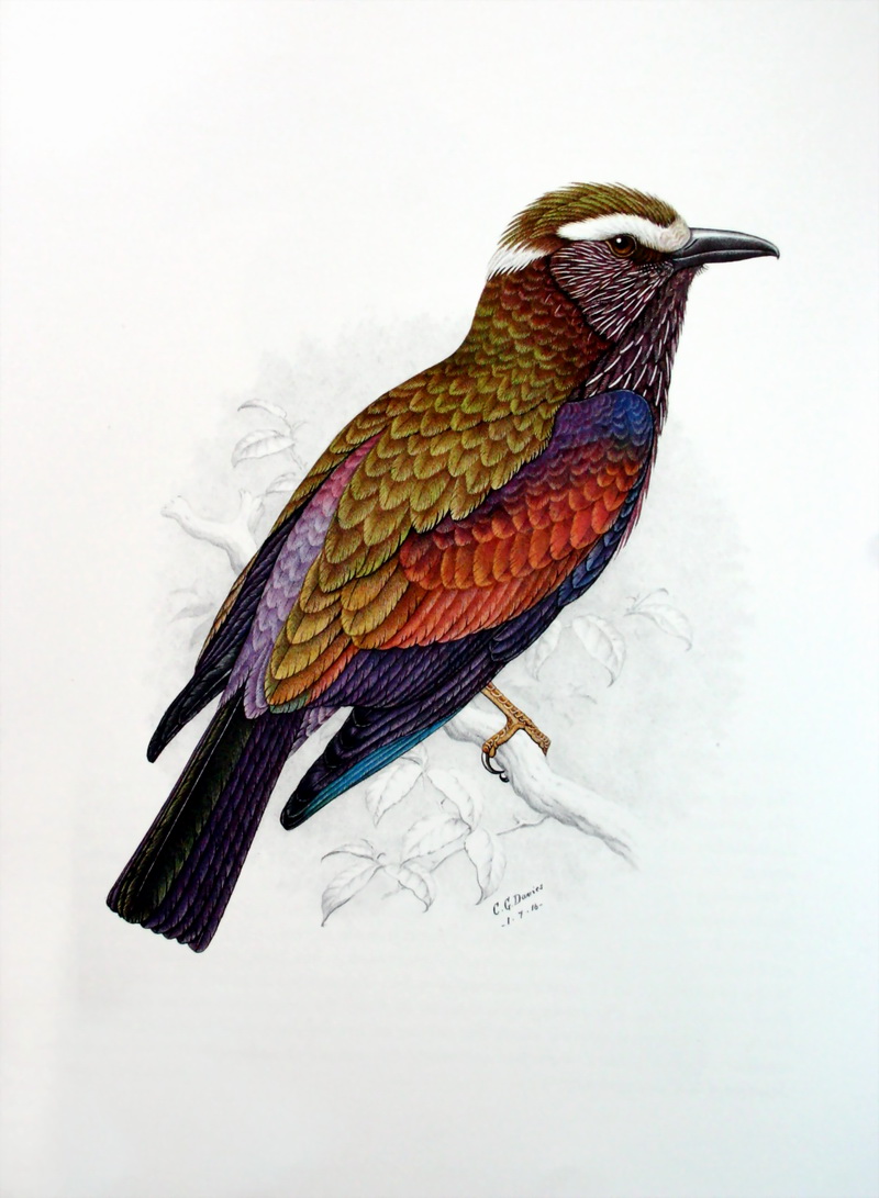 Rufous-crowned Roller (Coracias naevia) - Wiki; DISPLAY FULL IMAGE.
