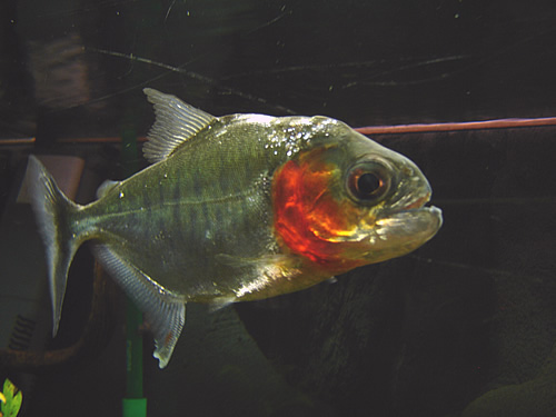 Piranha (Serrasalminae) - Wiki; Image ONLY