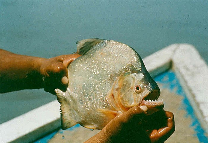 Redeye Piranha (Serrasalmus rhombeus) - Wiki; Image ONLY