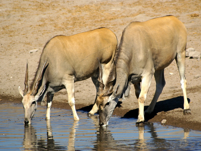 Common Eland (Taurotragus oryx) - Wiki; DISPLAY FULL IMAGE.