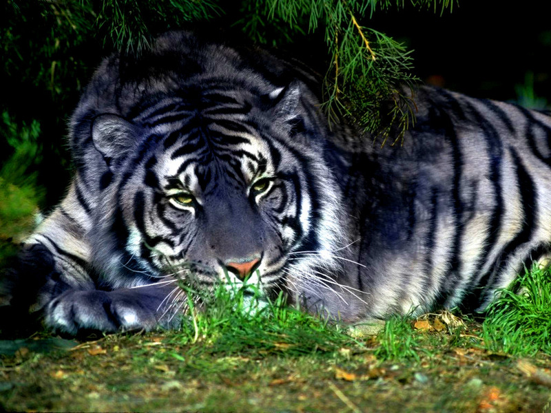 Tiger stripe camouflage - Wikipedia