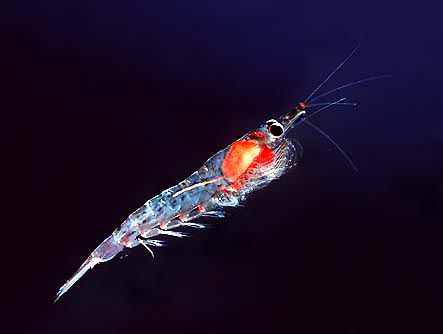 Northern Krill (Meganyctiphanes norvegica) - Wiki; Image ONLY
